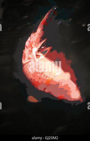 Enormi pesci koi in acque torbide Foto Stock