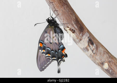 Appena emerso, scuro forma orientale femmina a coda di rondine di Tiger butterfly (Papilio glaucus) poggiante su un pezzo di driftwood, Indiana, Stati Uniti Foto Stock