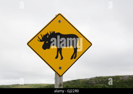 Un cartello stradale avvisa gli utenti della strada per essere di avviso per le alci al di fuori in Terranova e Labrador, Canada. Foto Stock
