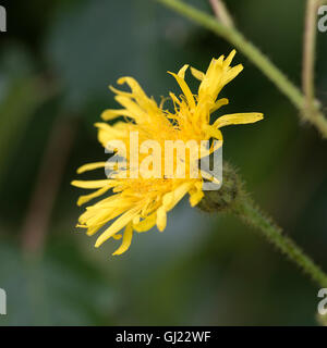 Wild legno giallo o parete Hawkweed Fiore Dearne Valley vicino a Barnsley South Yorkshire England Regno Unito Regno Unito Foto Stock