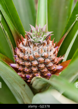 Ananas broccoli su una giovane frutta. Viola fiori spuntano da un giovane di ananas frutta come matura in una serra Azorian Foto Stock