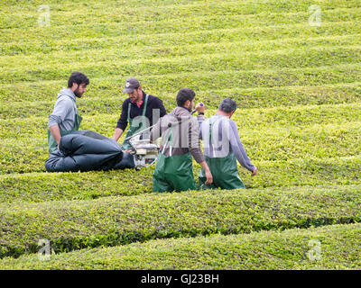 La raccolta di tè nelle Azzorre: taglio. Un team di tè vendemmiatori manipola la loro macchina da taglio lungo le siepi curati Foto Stock