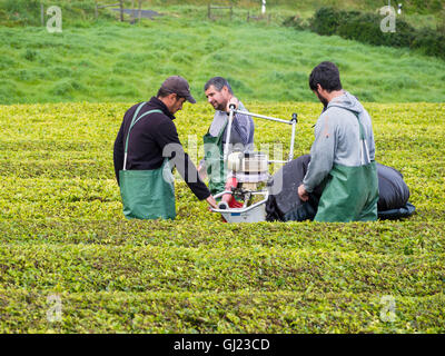 La raccolta di tè nelle Azzorre: taglio. Un team di tè vendemmiatori manipola la loro macchina da taglio lungo le siepi curati Foto Stock