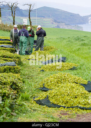 Regolazione della fresa. Macchina assistito raccoglitori di tè regolare il trimmer sulla loro macchina da taglio, pile di appena preso il tè nella parte anteriore Foto Stock