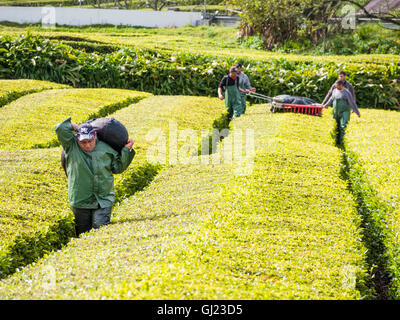 La raccolta di tè nelle Azzorre: il taglio e il trasporto. Un team di tè vendemmiatori manipola la loro macchina da taglio lungo un ordinato Foto Stock