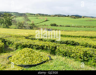 Appena raccolte le foglie di tè con mietitori. Un gran mucchio di tagliare le foglie di tè in primo piano, un team di tè vendemmiatori dietro Foto Stock