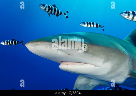 Carcharhinus longimanus, Naucrates raschiatore, lo squalo Longimano con pesce pilota, pilotfish, Daedalus Reef, Mar Rosso, Egitto Foto Stock