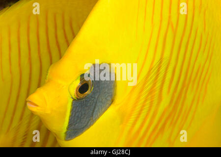 Chaetodon semilarvatus, Bluecheek o giallo Butterflyfish, El Quseir, Mar Rosso, Egitto, Africa Foto Stock