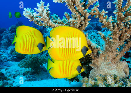 Chaetodon semilarvatus, scuola di Bluecheek o giallo Butterflyfish, Wadi Gimal, Marsa Alam, Mar Rosso, Egitto, Africa Foto Stock