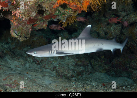 Triaenodon obesus, whitetip reef shark, Wadi Gimal, Marsa Alam, Mar Rosso, Egitto, Africa Foto Stock