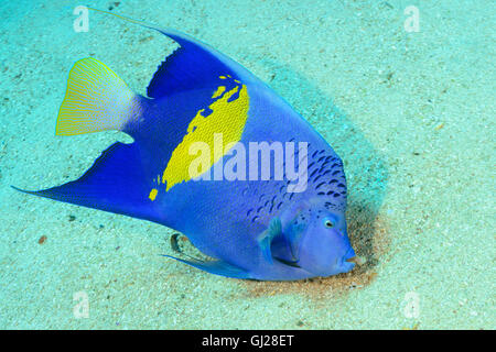 Pomacanthus maculosus, Yellowbar angelfish, Wadi Gimal, Marsa Alam, Mar Rosso, Egitto Foto Stock