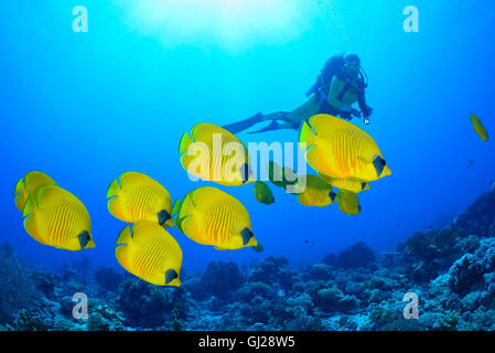 Chaetodon semilarvatus, scuola di Bluecheek o giallo e Butterflyfish subacqueo, Wadi Gimal, Marsa Alam, Mar Rosso, Egitto Foto Stock