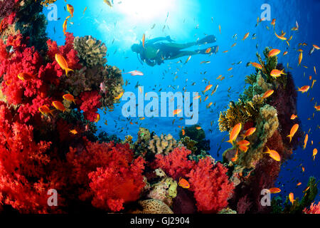 Coral reef, Hemprichs morbido rosso corallo ad albero, Arancione Basslet o mare Goldie e scuba diver, Wadi Gimal Marsa Alam, Mar Rosso, Egitto Foto Stock