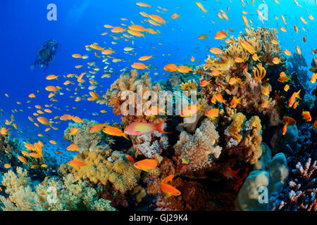 Coralreef con scuola di corallo rosso pesce persico o mare Goldie e scuba diver, Wadi Gimal, Marsa Alam, Mar Rosso, Egitto Foto Stock