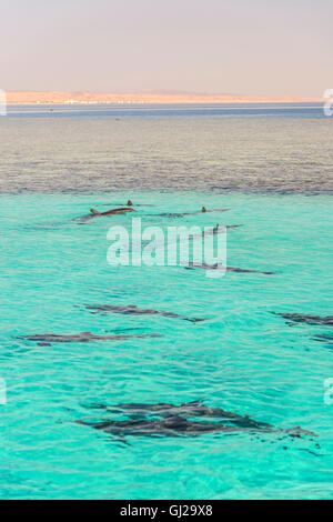 Stenella longirostris, scuola di Long-snouted Delino in una laguna, Marsa Alam, Wadi Gimal, Marsa Alam, Mar Rosso, Egitto Foto Stock