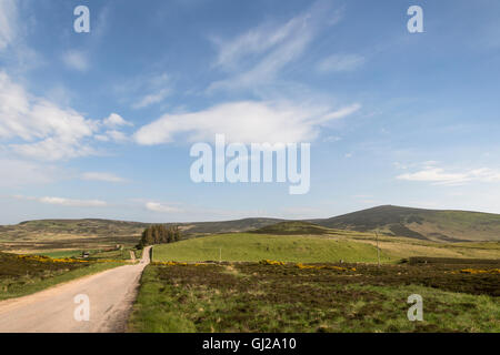 Strada e Buck in Cabrach . Foto Stock