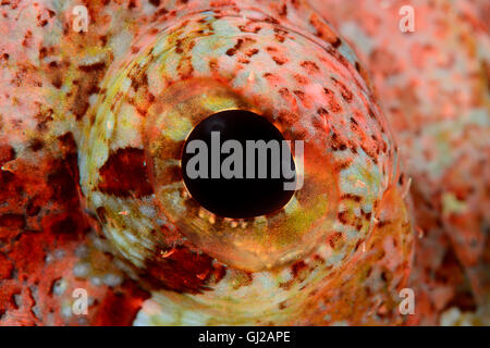 Scorpaenopsis oxycephala, occhio di Tassled scorfani, dettaglio, Safaga, Mar Rosso, Egitto, Africa Foto Stock