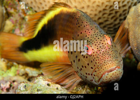 Paracirrhites forsteri, blackside o freckled hawkfish, Safaga, Mar Rosso, Egitto, Africa Foto Stock