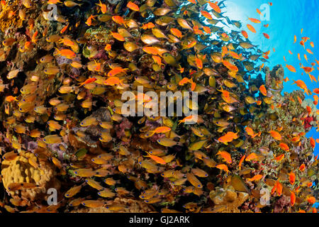 Secca di ring-tailed Cardinalfish, Dusky o striscia nera spazzatrice e Anthias o mare Goldie, Safaga, Mar Rosso, Egitto Foto Stock