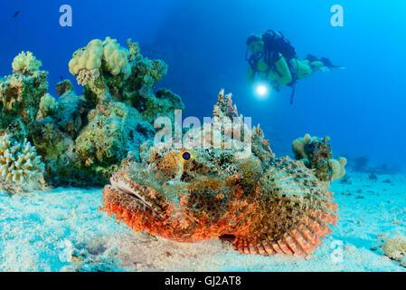 Scorpaenopsis oxycephala, Tassled scorfani e scuba diver, Safaga, Mar Rosso, Egitto, Africa Foto Stock