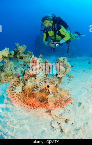 Scorpaenopsis oxycephala, subacqueo e Tassled scorfani, Safaga, Mar Rosso, Egitto, Africa Foto Stock