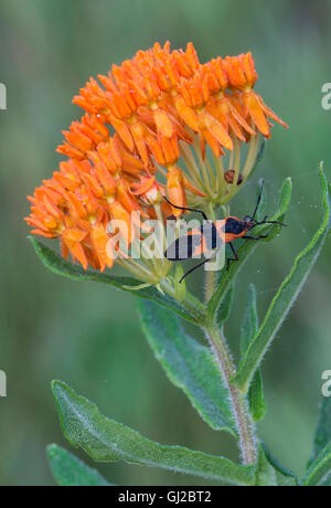 Grandi Milkweed Bug (Oncopeltus fasciatus) sulla farfalla fiori Milkweed (Asclepias tuberosa) E STATI UNITI D'AMERICA Foto Stock