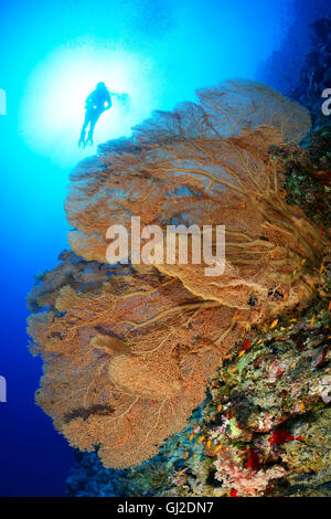 Coral reef con il gigante di gorgonie e ventilatore di mare e subacqueo, Wadi Gimal, Marsa Alam, Mar Rosso, Egitto Foto Stock