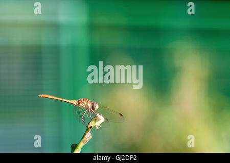 Dragonfly in appoggio su di un impianto. Dragonfly closeup. L'estate. Foto Stock