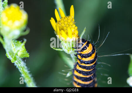 Macro di un colorato luminosamente spogliato il cinabro Moth Caterpillar (Tyria jacobaeae) mangiando un giallo fiore di erba tossica Foto Stock