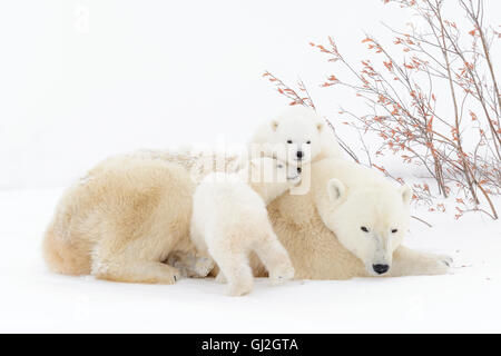 Orso polare madre (Ursus maritimus) disteso con due cani giocando, Wapusk National Park, Manitoba, Canada Foto Stock