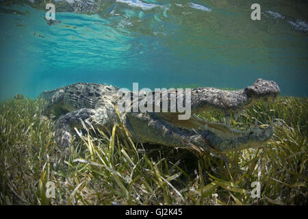 Coccodrillo americano (Crocodylus acutus) esamina in fondali bassi, Chinchorro Atoll, Messico Foto Stock