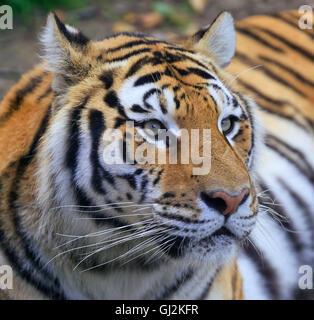 Tigre del Bengala ritratto Foto Stock