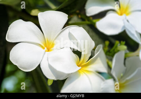 Bel gruppo bianco fiore di Plumeria o Frangipani su albero Foto Stock