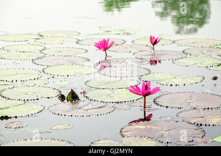 Bellissimo fiore rosso del giglio di acqua o Nymphaea Lotus e le sue foglie sulla superficie dell'acqua Foto Stock