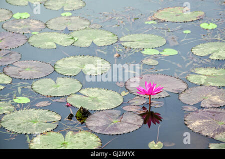 Bellissimo fiore rosso del giglio di acqua o Nymphaea Lotus e le sue foglie sulla superficie dell'acqua Foto Stock