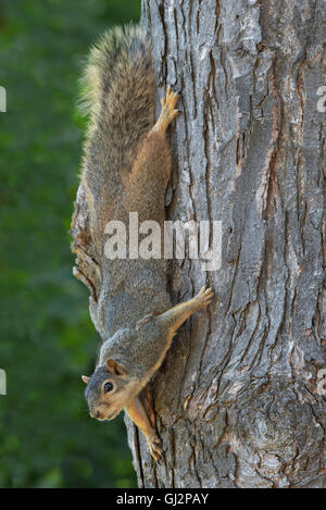 Eastern Fox Squirrel (Sciurus niger) climbing down tree trunk, Maple (Acer Species), e USA, di Skip Moody/Dembinsky Photo Assoc Foto Stock