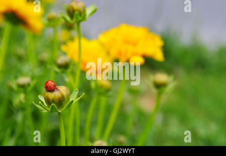 Coccinella sul fiore Foto Stock