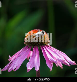 Bumble Bee pollenating sul cono fiore in estate Foto Stock