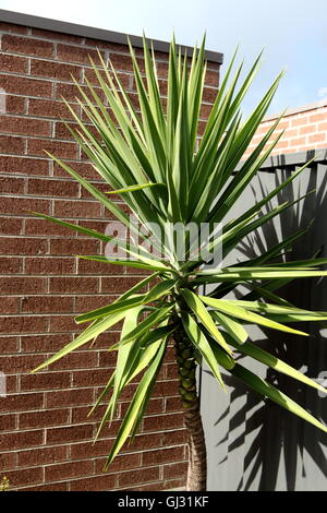 Yucca elephantipes crescendo contro il muro di mattoni e una recinzione metallica Foto Stock