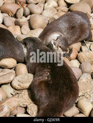 Oriental piccoli artigli di lontra famiglia dormire sulla roccia, Lazy gruppo di giovani asiatici a breve artigliato lontre. Foto Stock