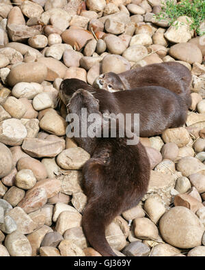 Oriental piccoli artigli di lontra famiglia dormire sulla roccia, Lazy gruppo di giovani asiatici a breve artigliato lontre. Foto Stock