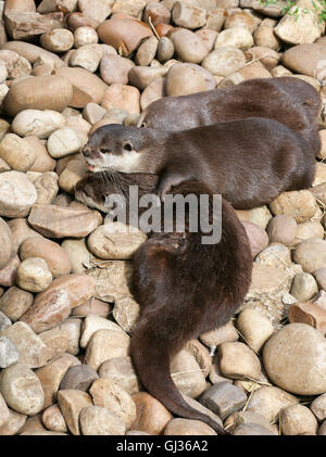 Oriental piccoli artigli di lontra famiglia dormire sulla roccia, Lazy gruppo di giovani asiatici a breve artigliato lontre. Foto Stock