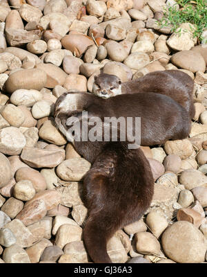 Oriental piccoli artigli di lontra famiglia dormire sulla roccia, Lazy gruppo di giovani asiatici a breve artigliato lontre. Foto Stock