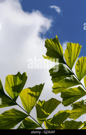 Caryota mitis coda di pesce foglie di palmo in pieno sole e cielo blu sullo sfondo Foto Stock