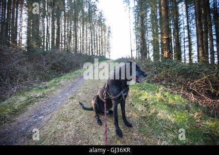 Lurcher cane,maschio, Ben (il mio modello rilasciato dog) nei boschi a Talley vicino Talley Abbey,a est di Llandeilo,Carmarthenshire,Wales.U.K. Foto Stock