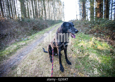 Lurcher cane,maschio, Ben (il mio modello rilasciato dog) nei boschi a Talley vicino Talley Abbey,a est di Llandeilo,Carmarthenshire,Wales.U.K. Foto Stock