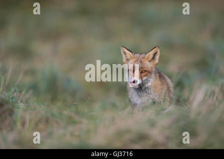 Volpe Rossa europea ( Vulpes vulpes ) con meravigliosi occhi luminosi che salgono su una piccola collina, leccano la lingua, la fauna selvatica, l'Europa. Foto Stock