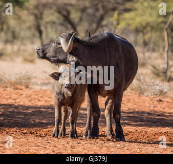 Un africano Buffalo madre e del polpaccio in piedi nella savana mentre la madre ottiene una toelettatura da uccelli Oxpecker Foto Stock