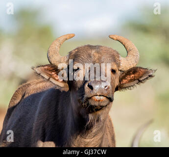 Closeup ritratto di una giovane africana Buffalo nel sud della savana africana Foto Stock