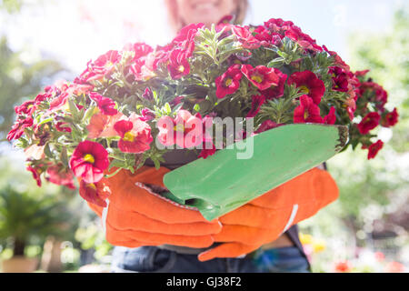 Donna che la porta rosa fioritura delle piante in giardino Foto Stock